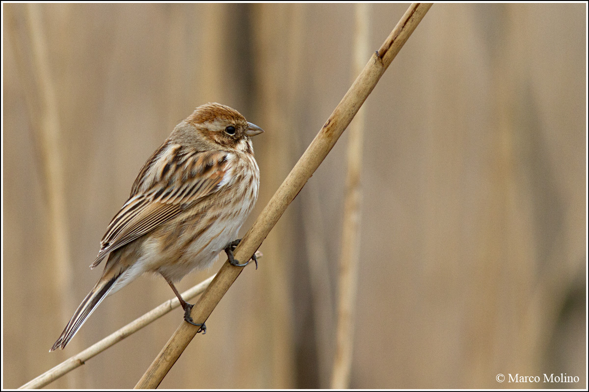 Emberiza schoeniclus - Reed Bunting