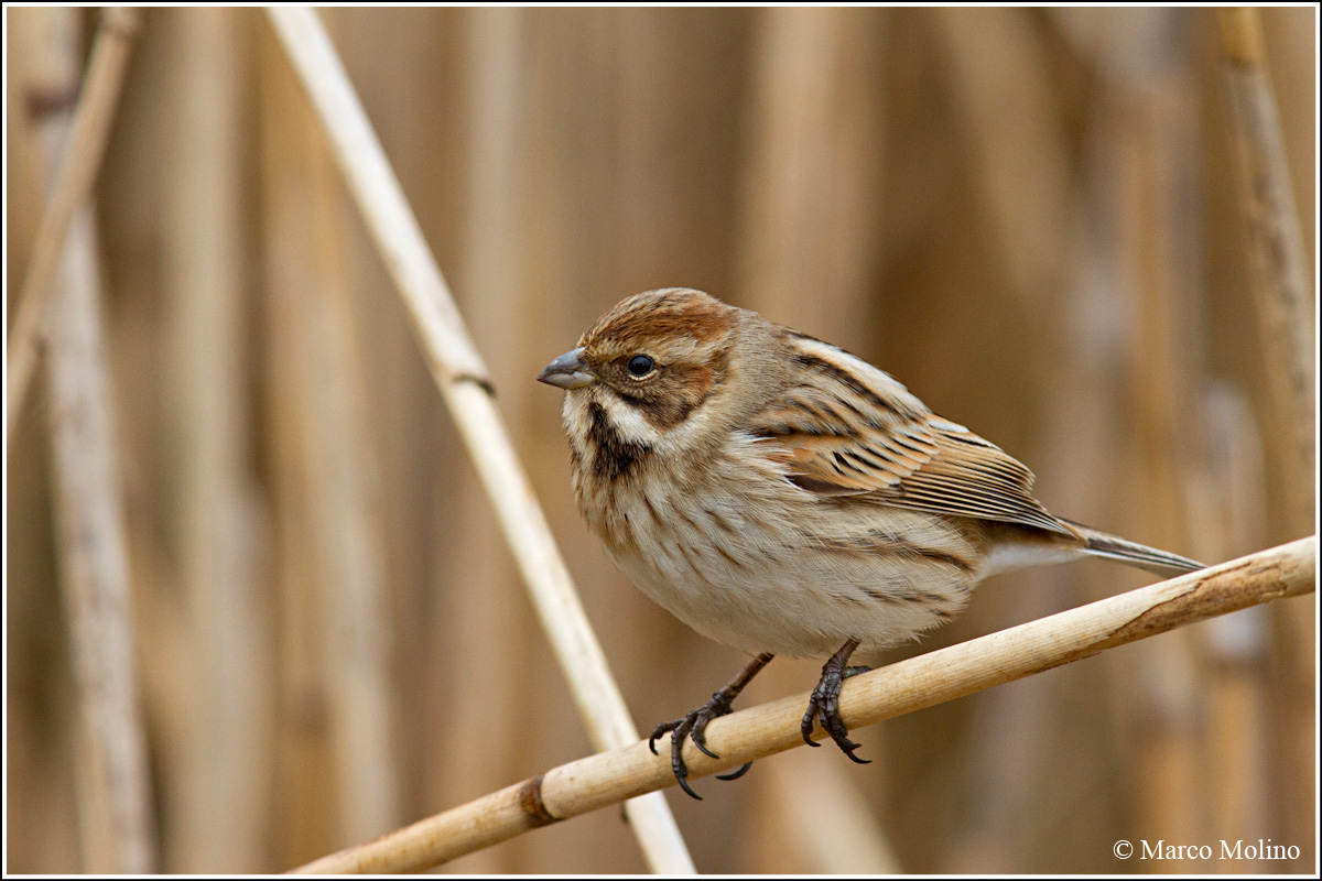 Emberiza schoeniclus - Reed Bunting