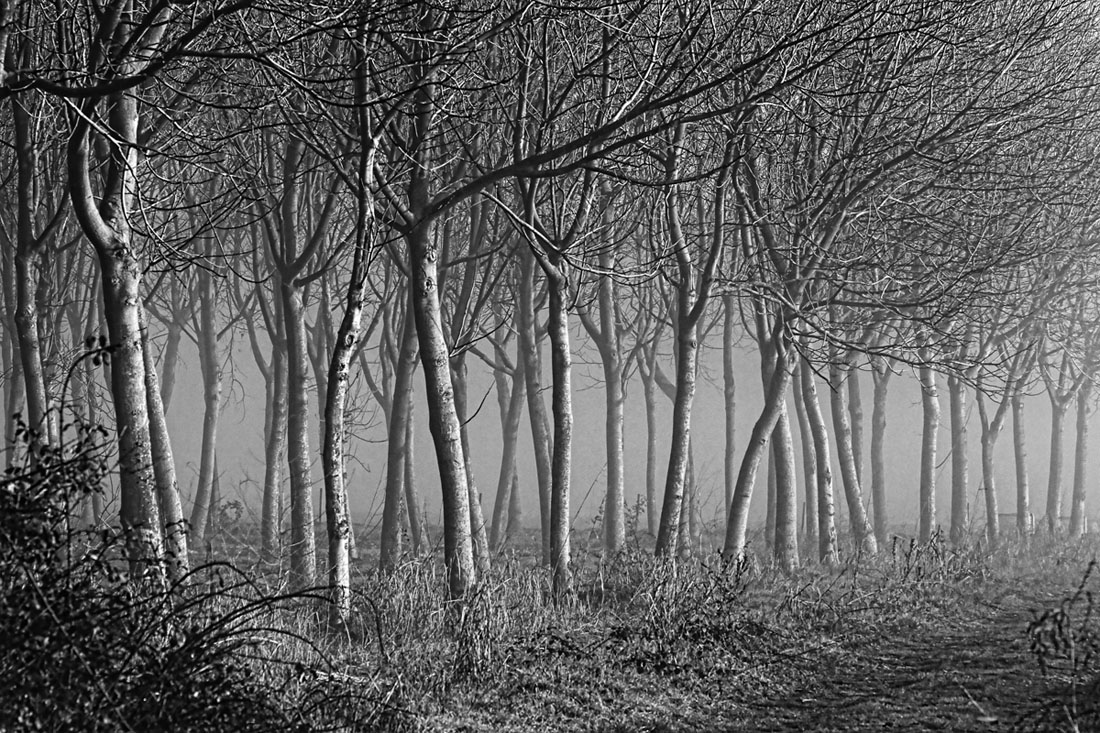 Nebbia e alberi