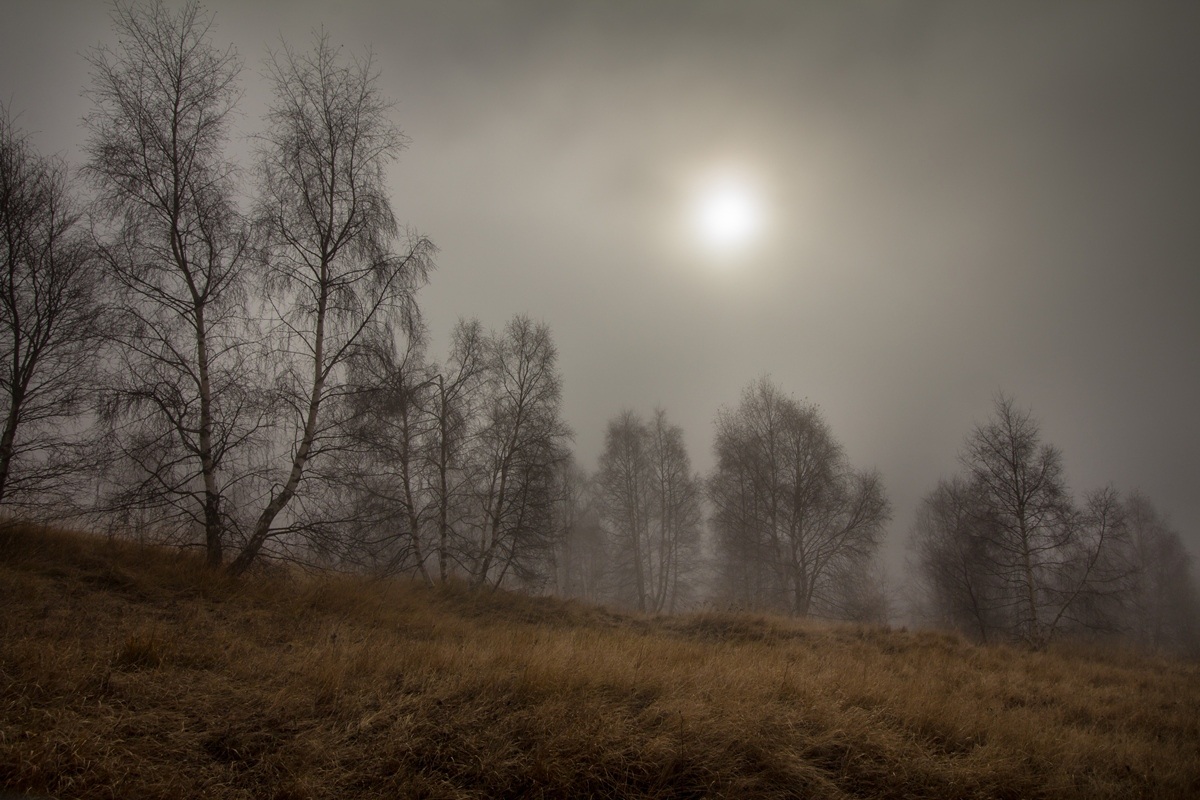 Betulle nella nebbia