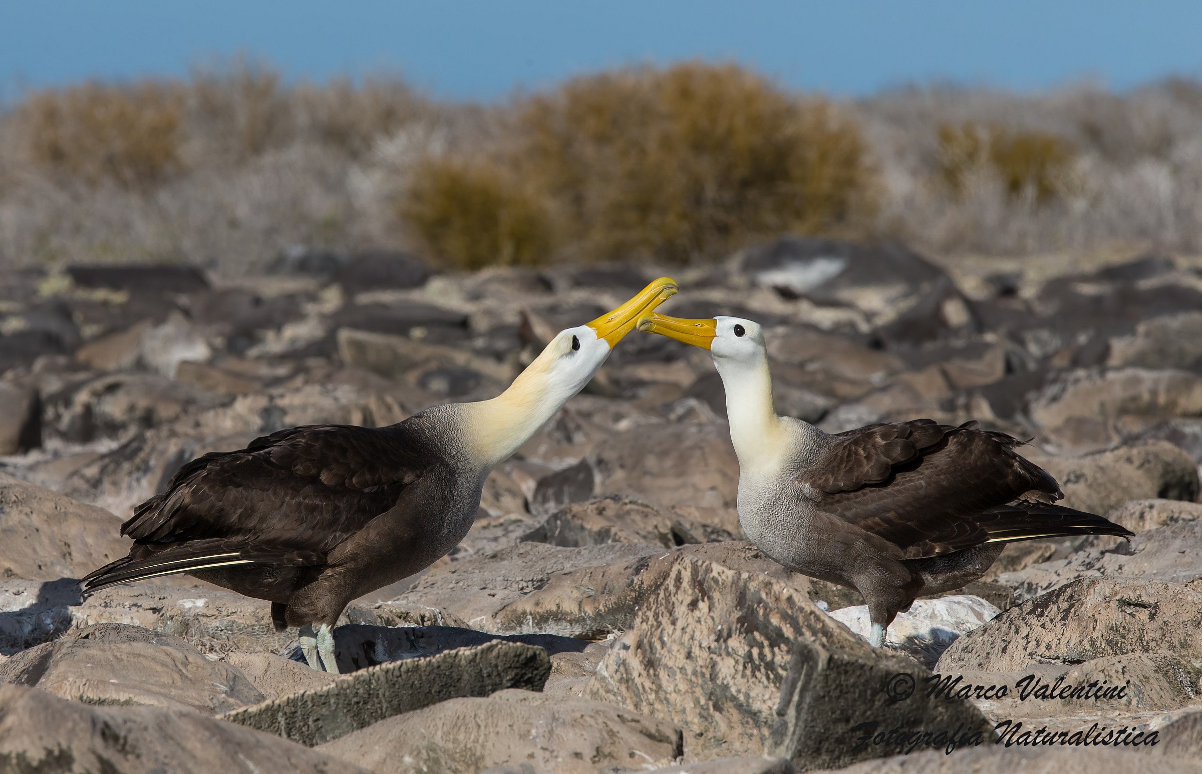 L'incrocio dei becchi
