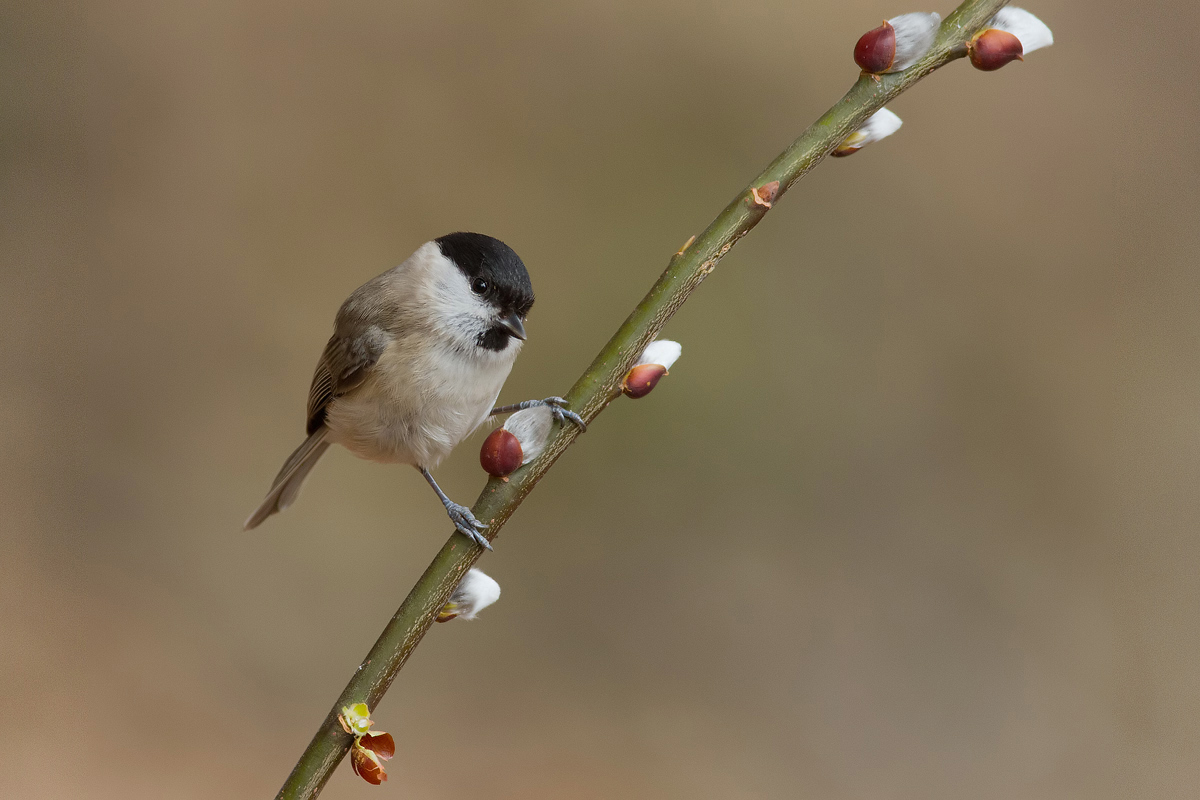la bigia, canon 7d 600 f 4 iso 320 t 1200 .un saluto