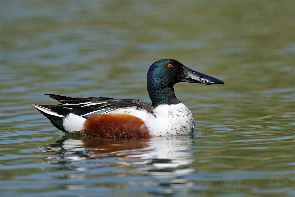 Anas clypeata (Shoveler) 2