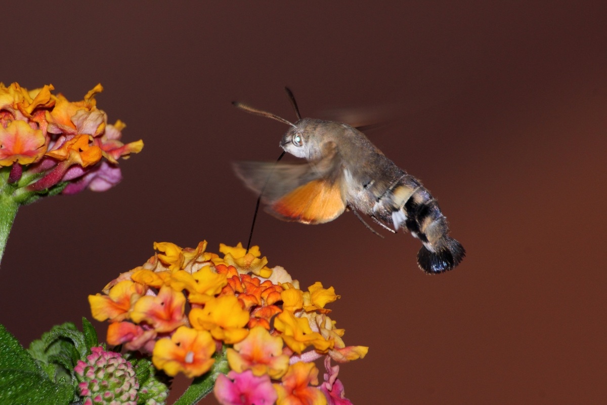Butterfly Hummingbird