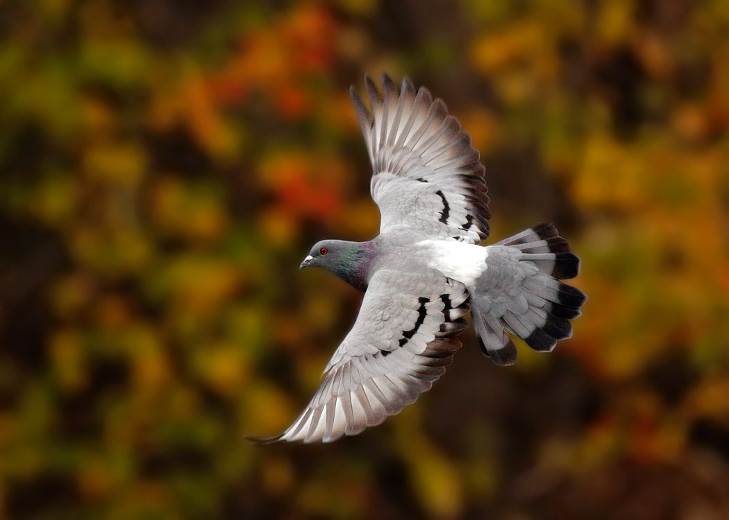 Rock Dove