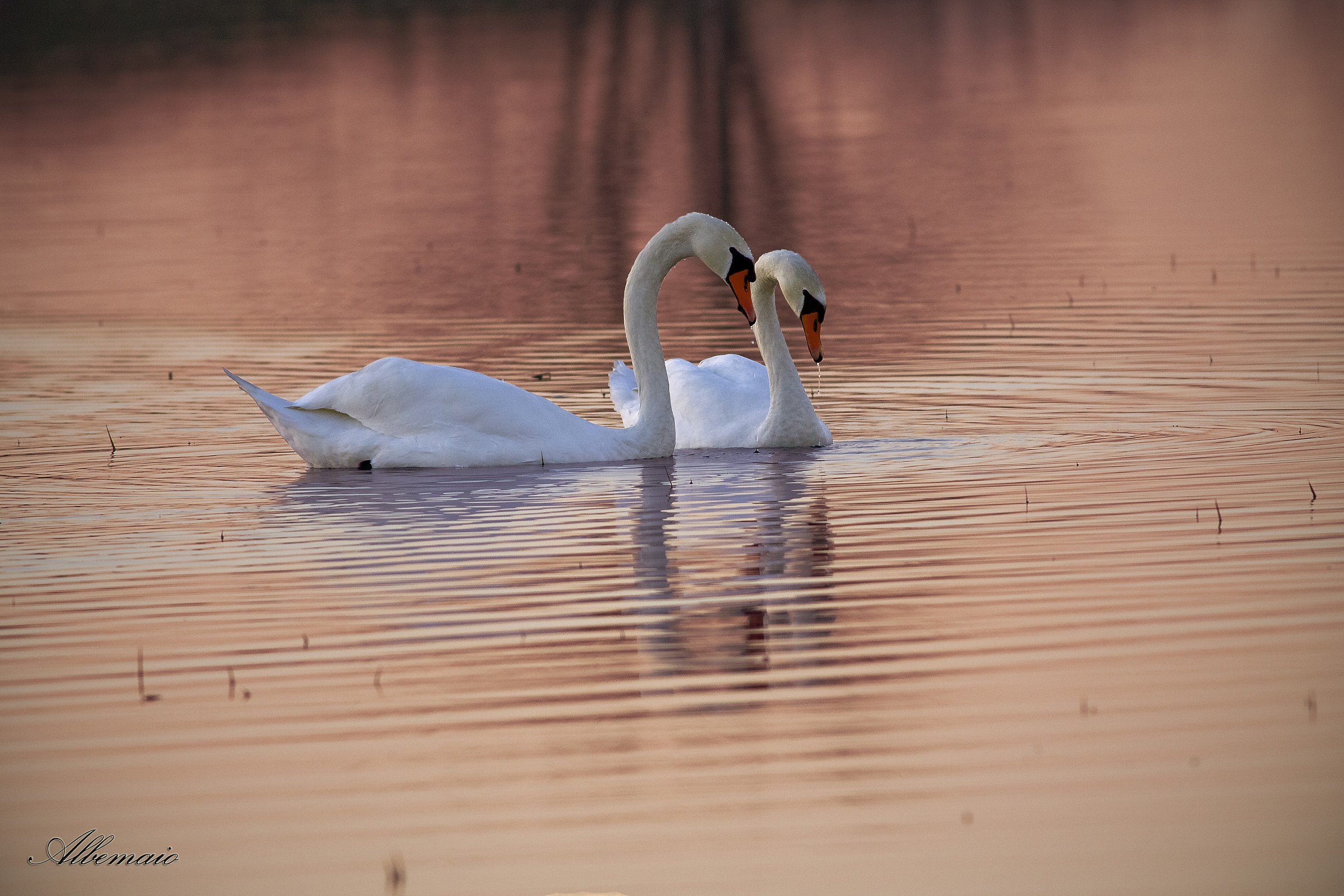 The Couple Of Swains