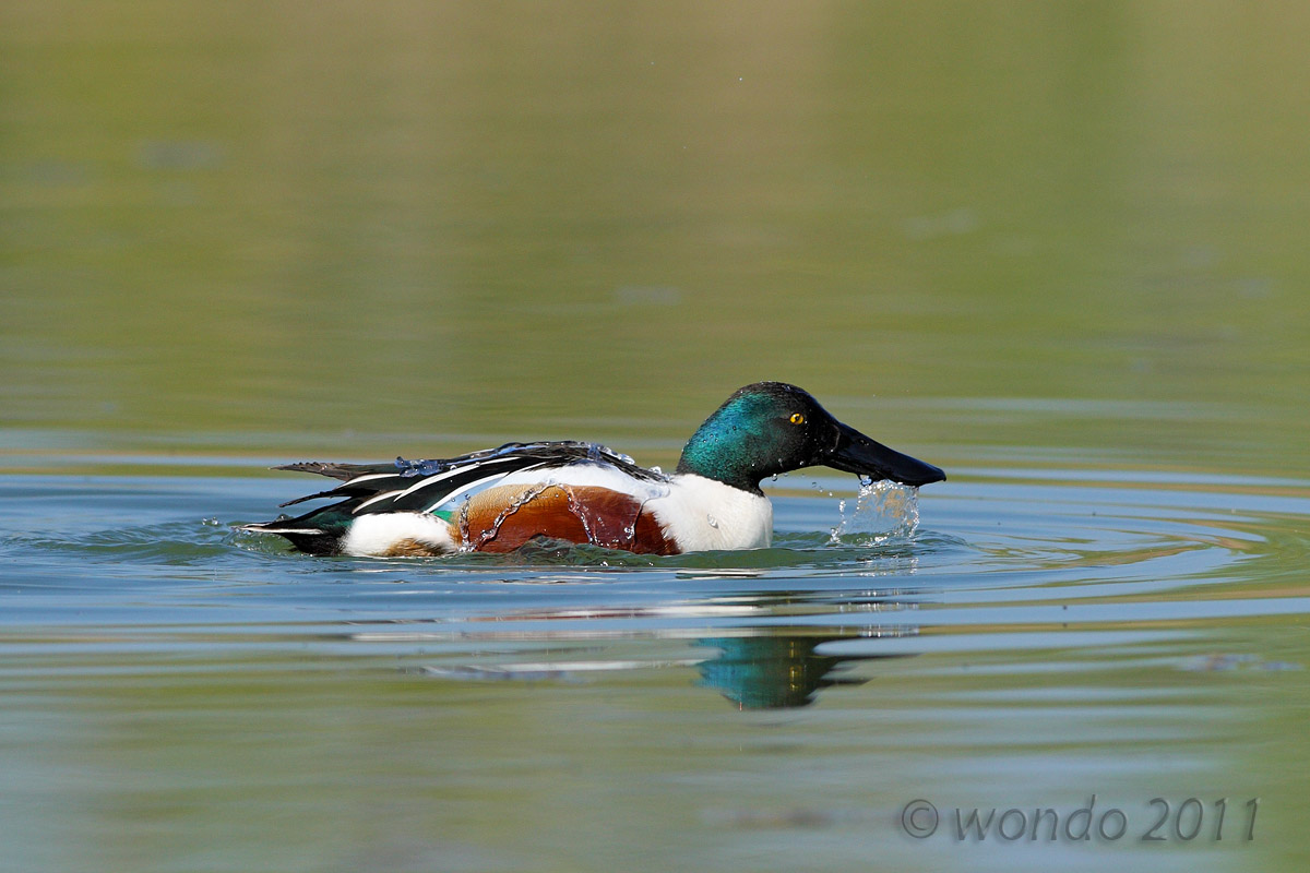 Anas clypeata (Shoveler) 1