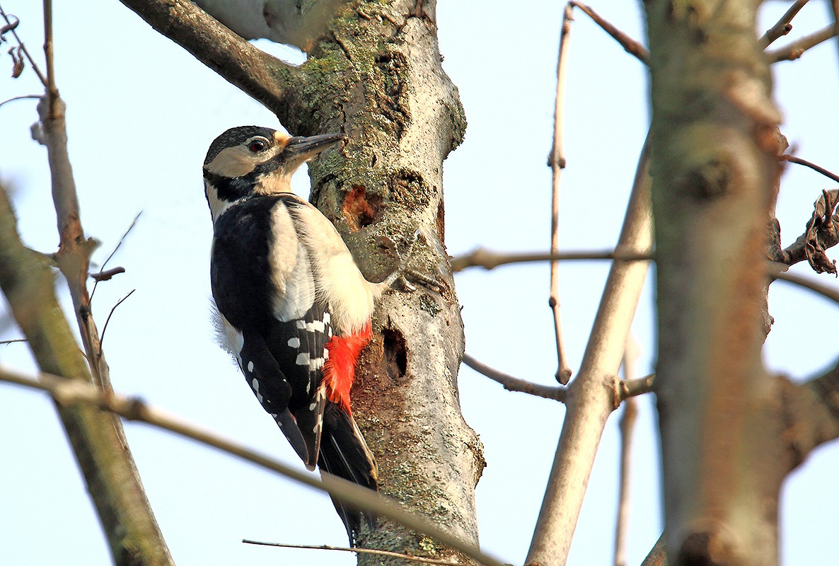 woodpecker