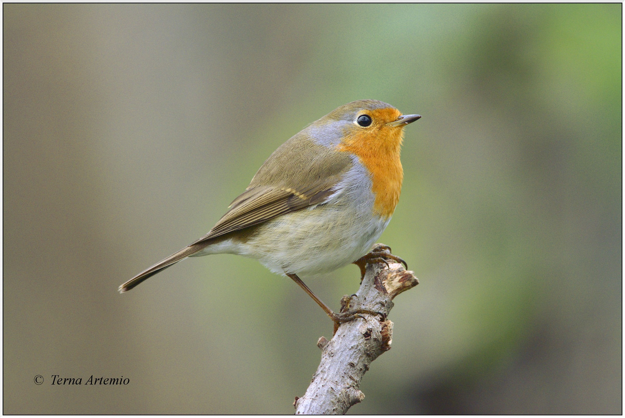 Comincio a divertirmi