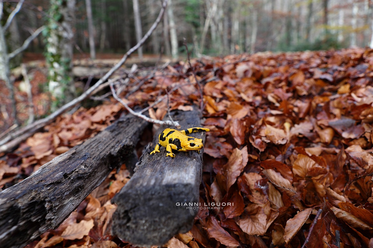 Spotted salamander Serre Calabresi