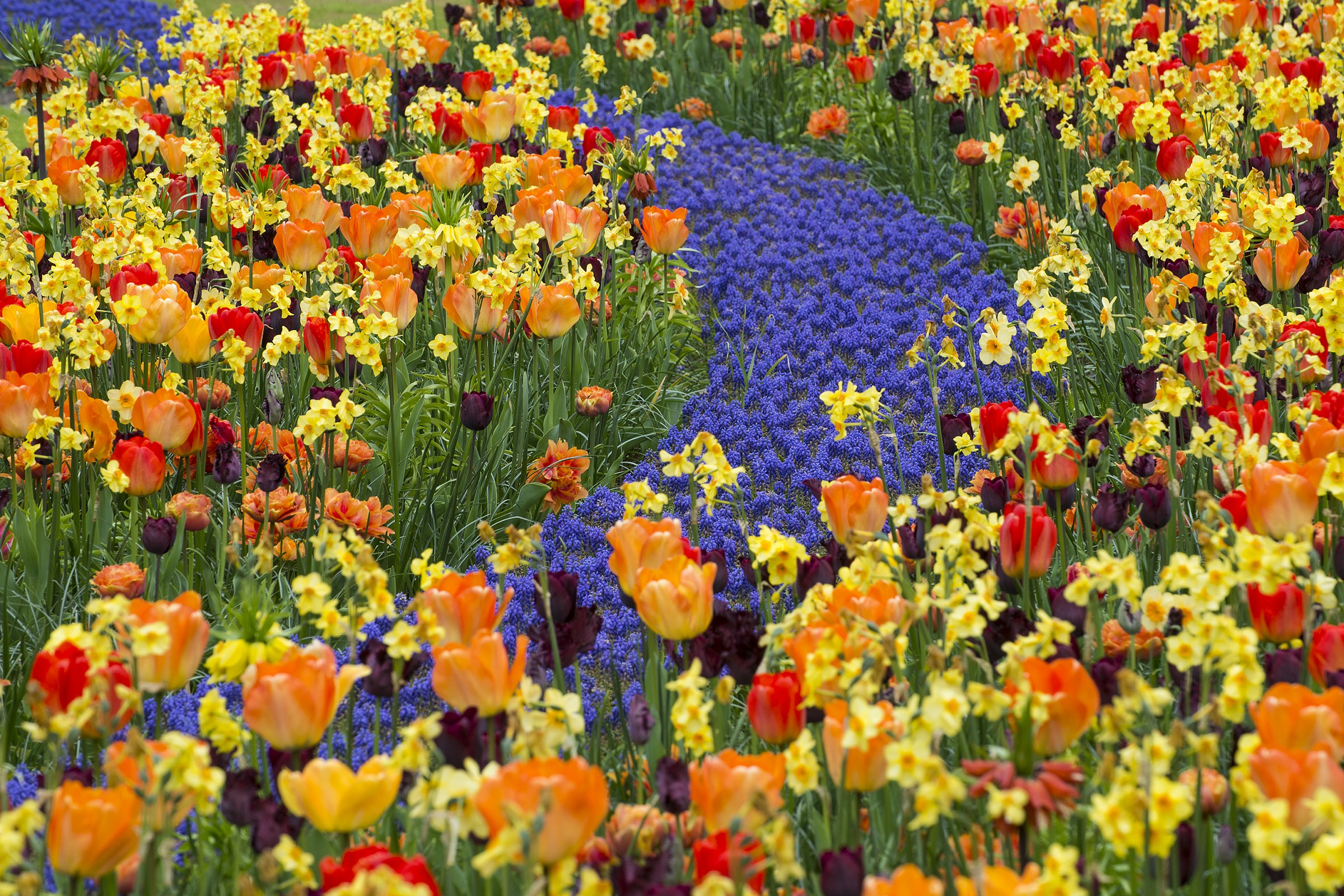 A Keukenhof: fantasia in giallo e pervinca