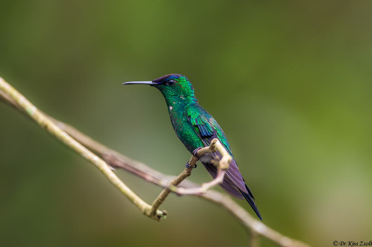 Violet-capped Woodnymph