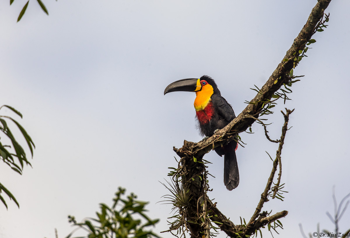 Tucano Canale-fatturato