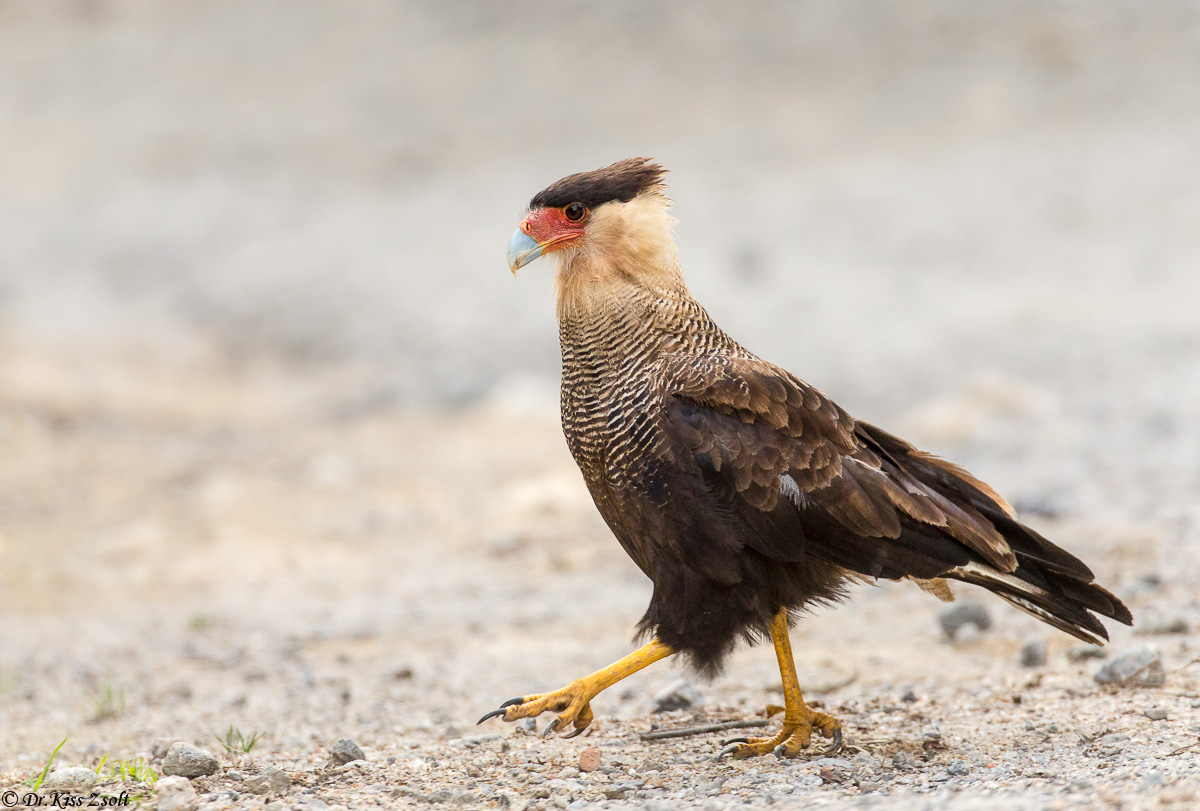 Caracara Crested