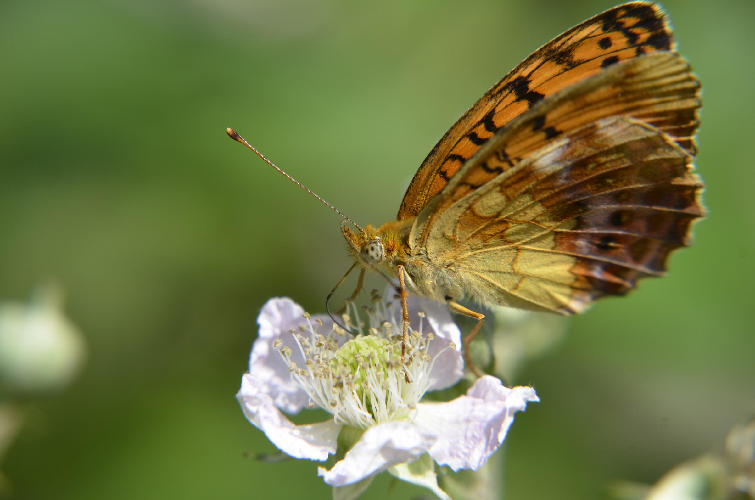 Argynnis paphia - Nettare