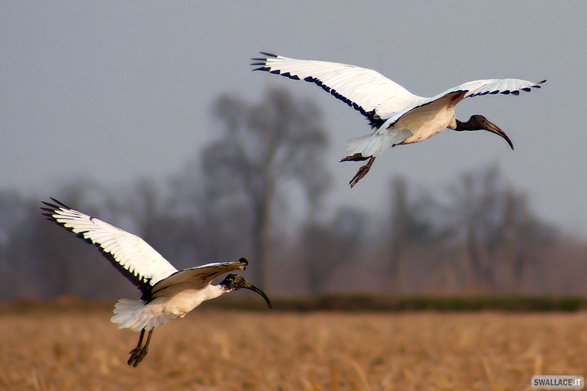 Ibis Sacro - Threskiornis Aethopica