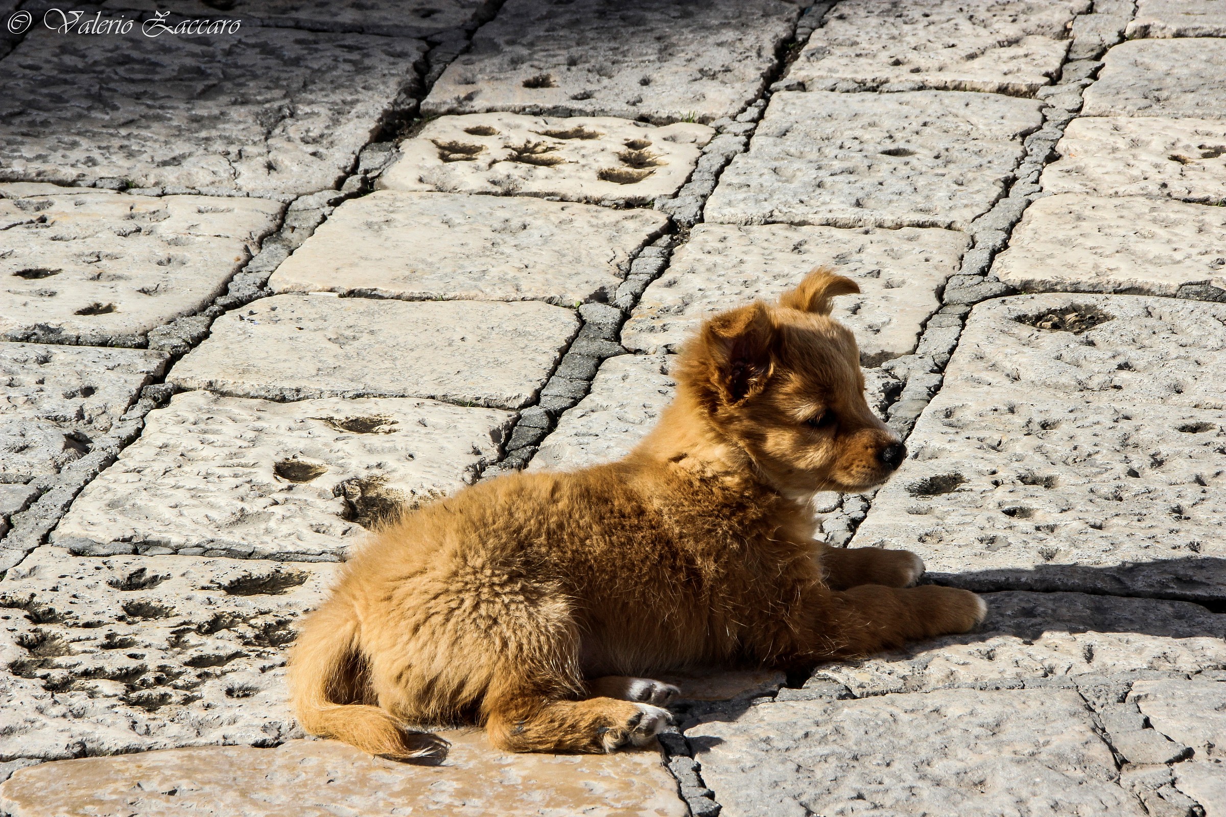 Cucciolo al sole