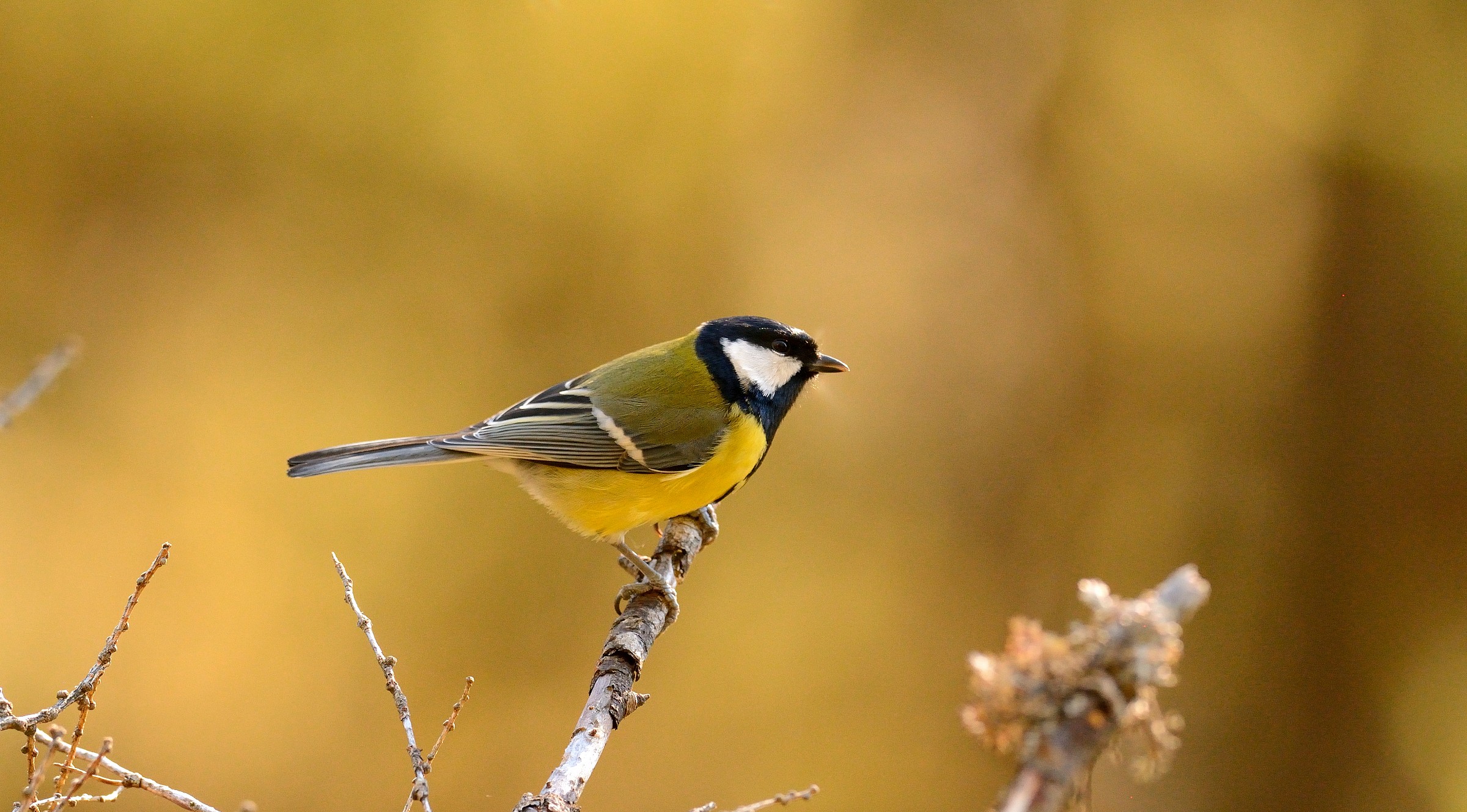 great tit