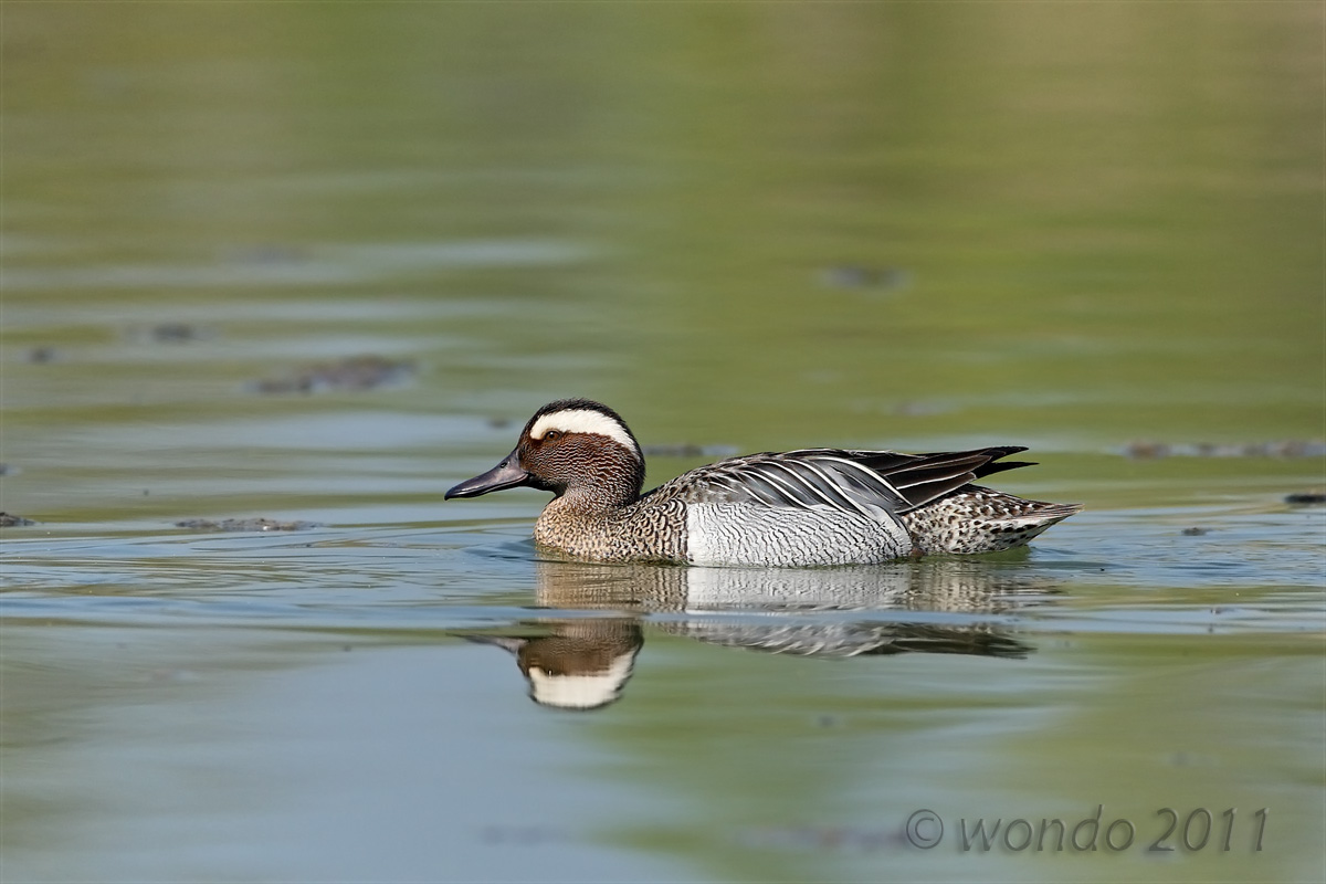 Anas querquedula (Garganey)