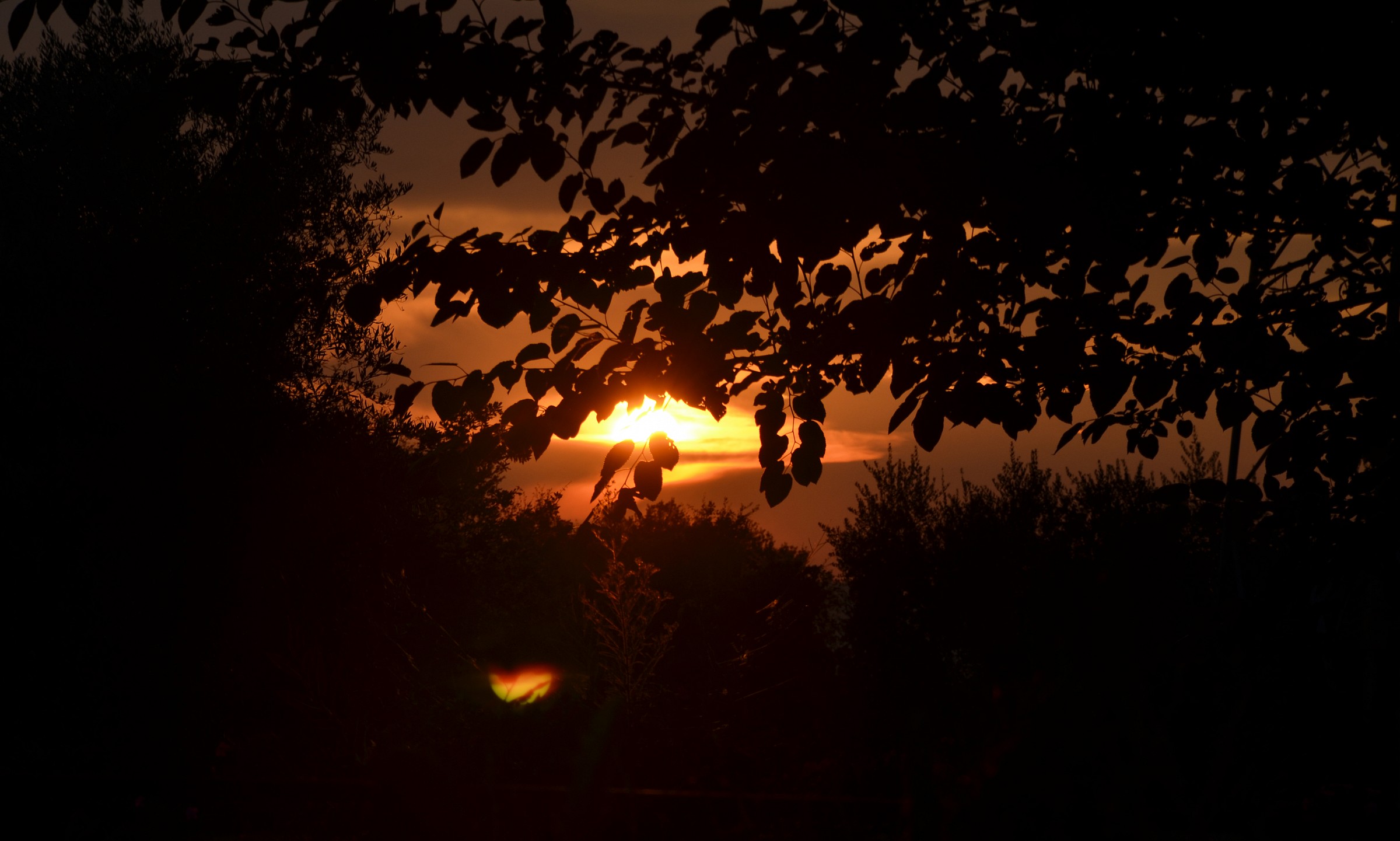 Tramonto tra le foglie