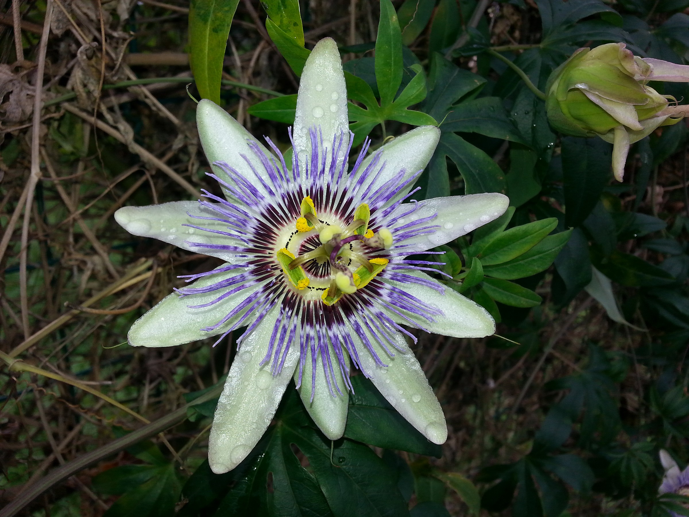 Passiflora
