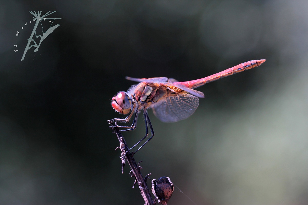 Sympetrum foscolombii