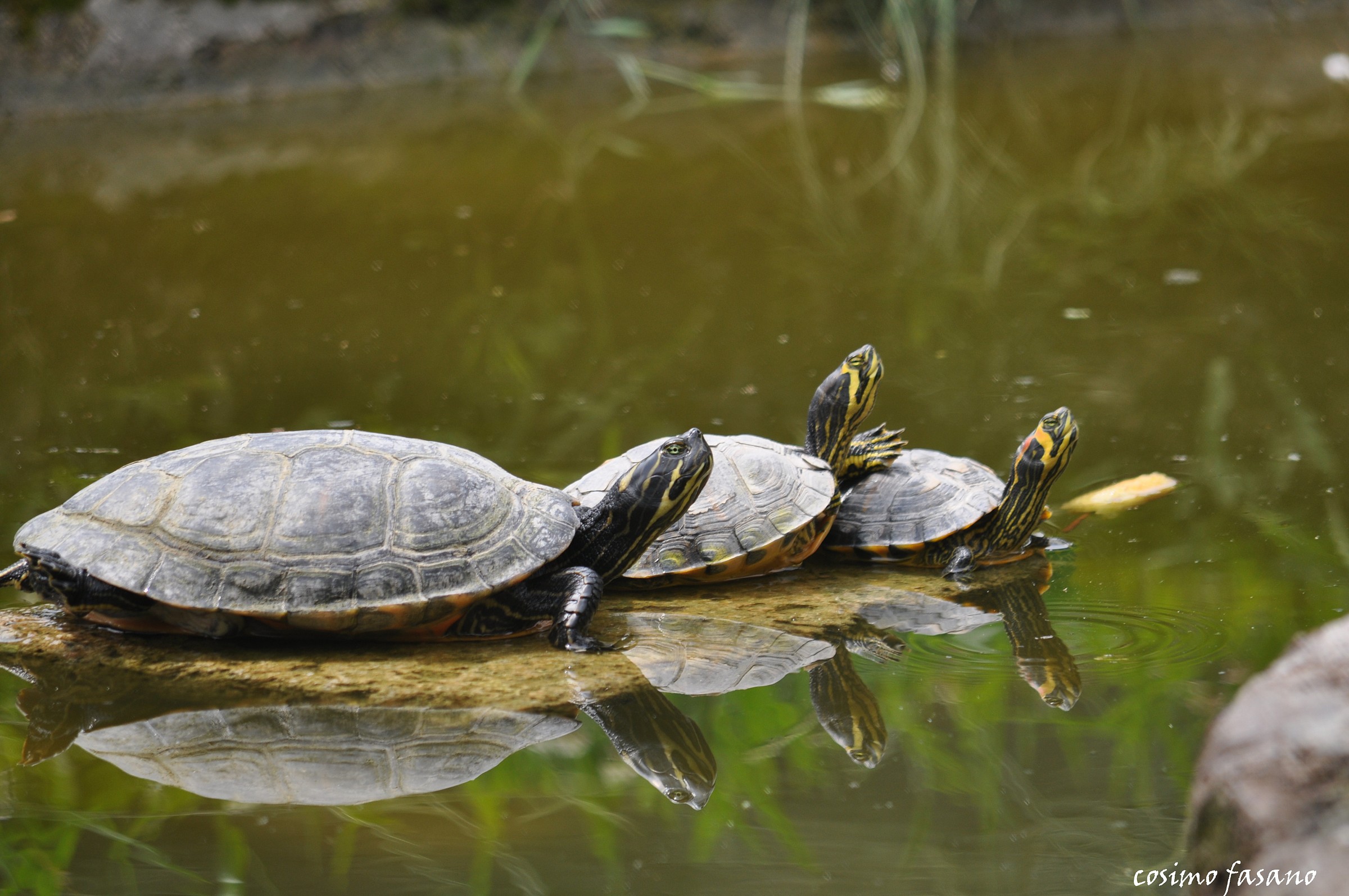 VANITA'(giardini comunali Livorno.