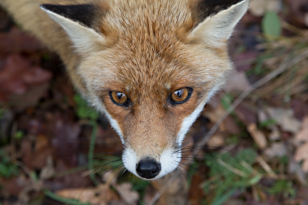 Face to face with the fox