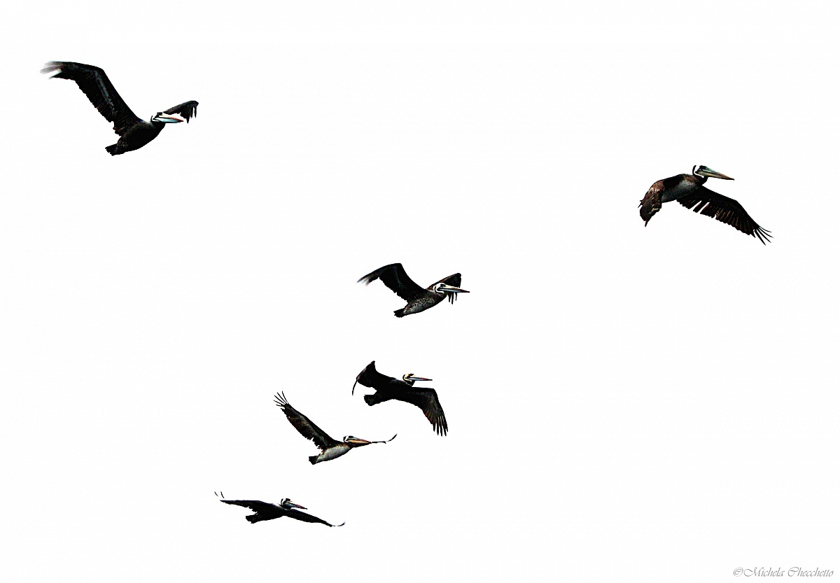 La libertà è un volo