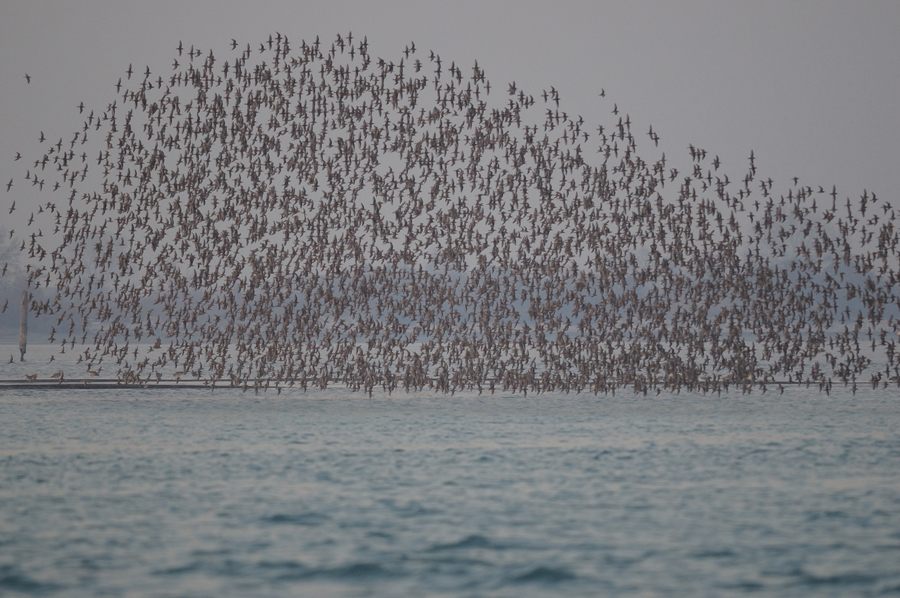 stormo di pivanelli pancia nera