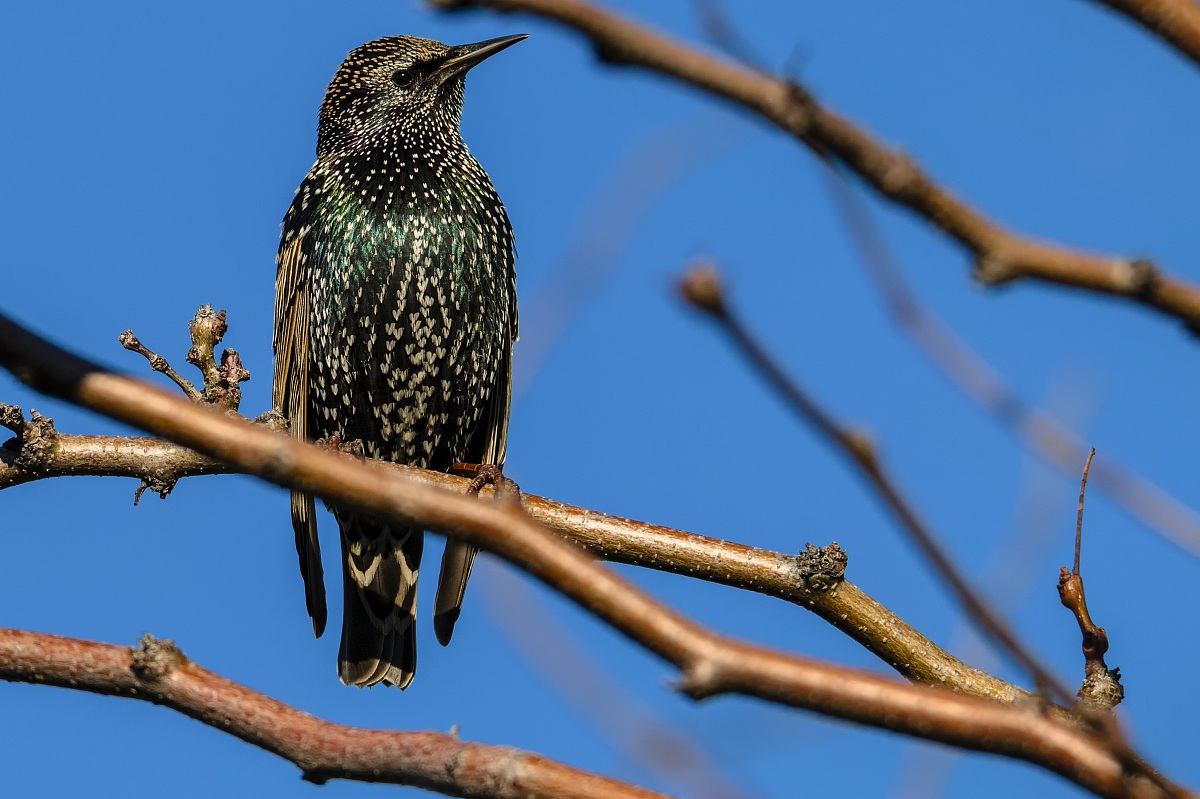 Reversal (Channel Calma - Genoa Pra)