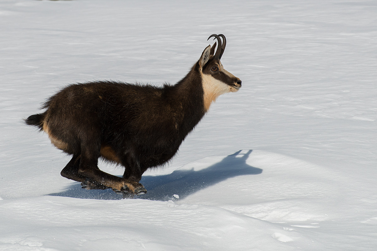 The stroke of Suede ...