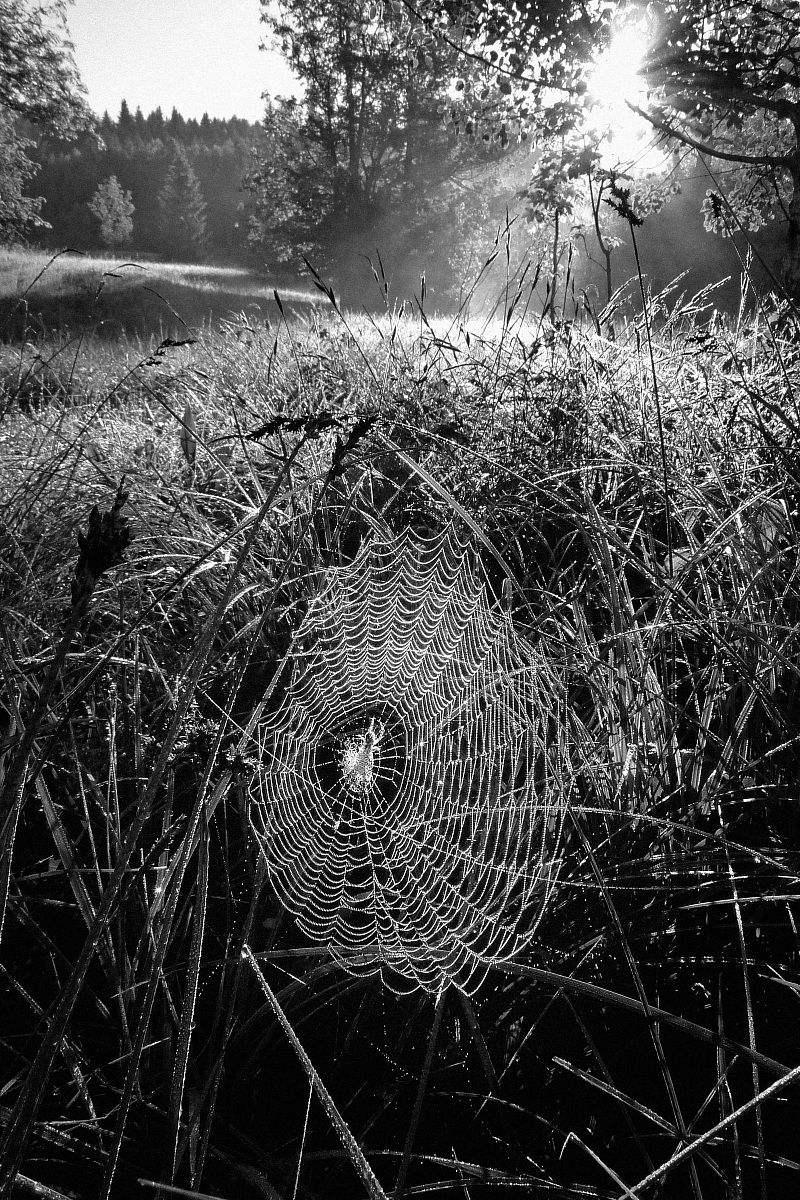 Prato al sorgere del sole