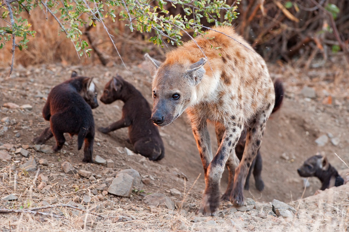 la tana delle iene - primo raggio di luce