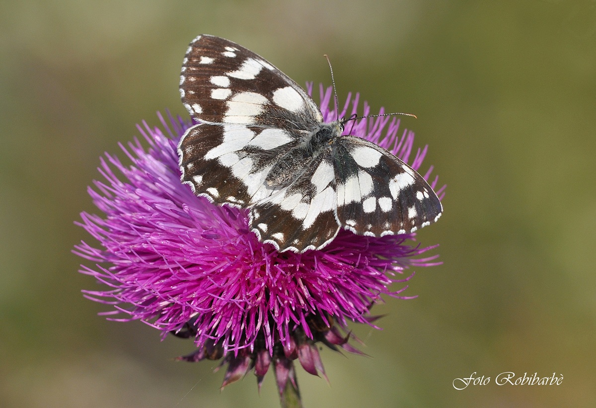 Galathea sul cardo....