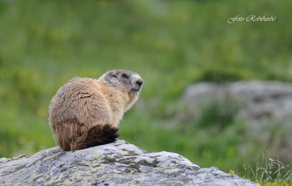 Marmotta....