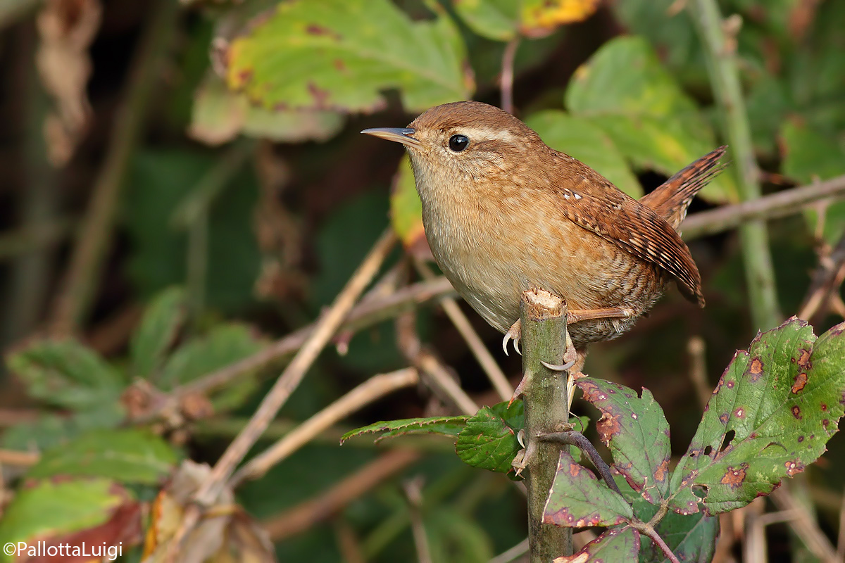 Wren (Troglodytes troglodytes)