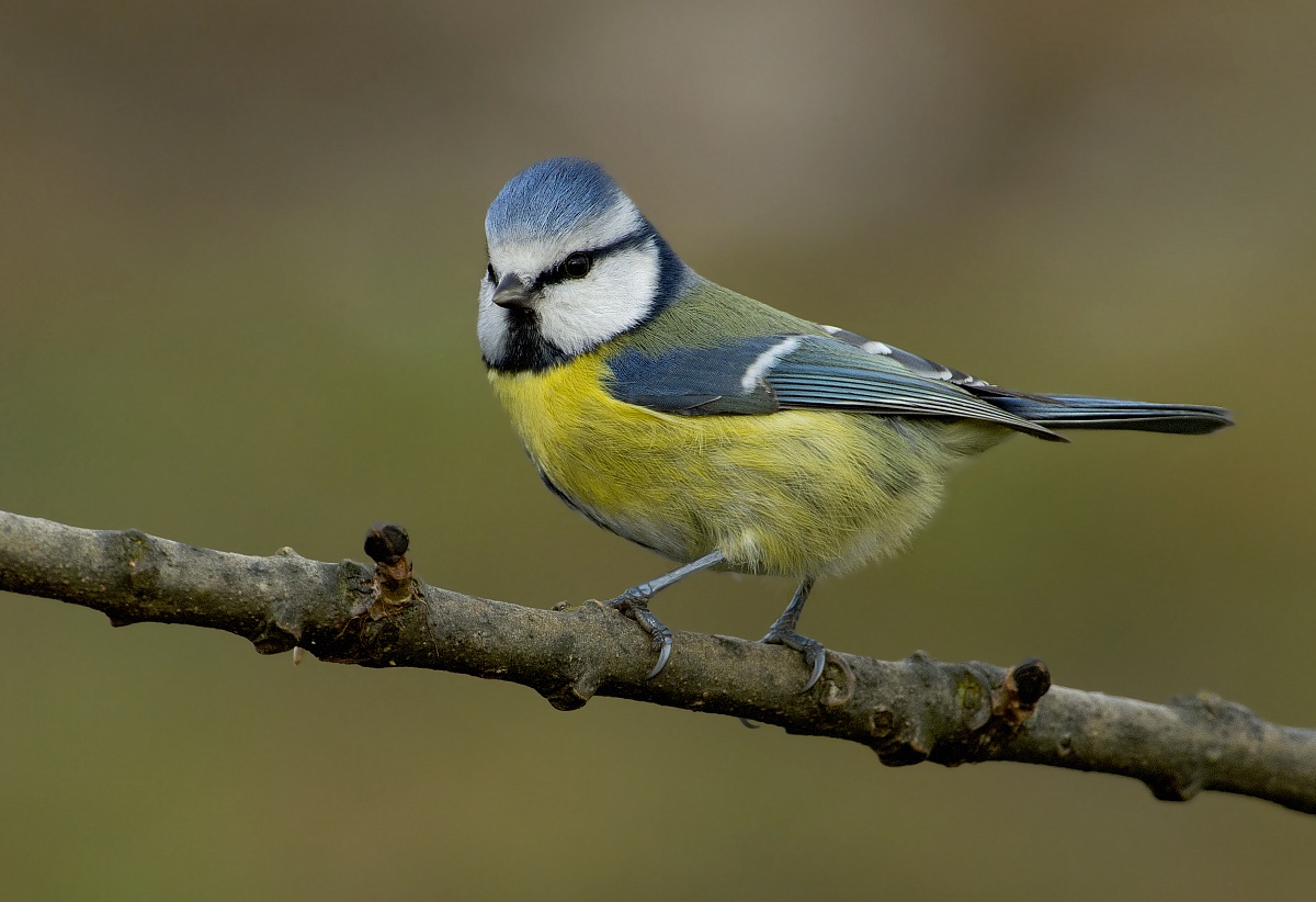 tit rella all detached