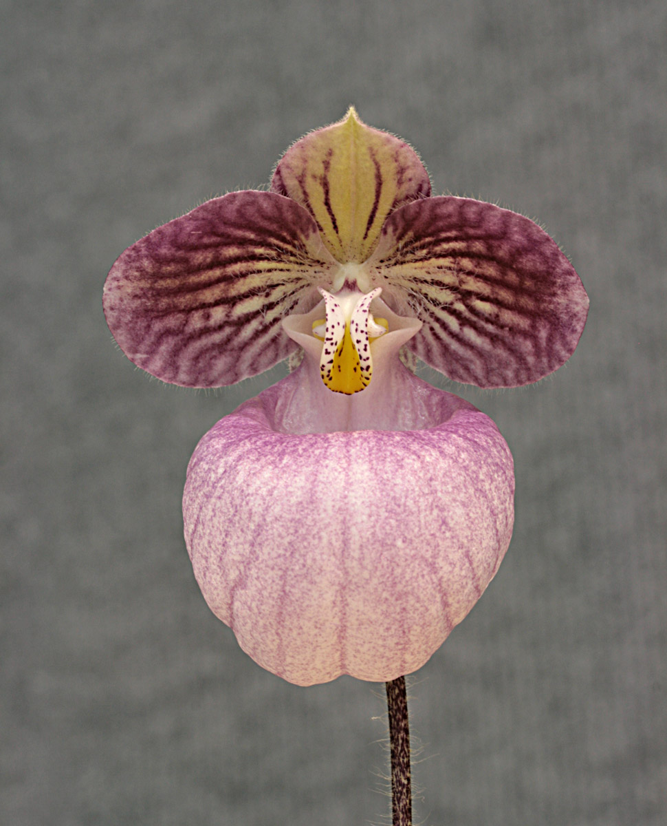 Paphiopedilum micranthum