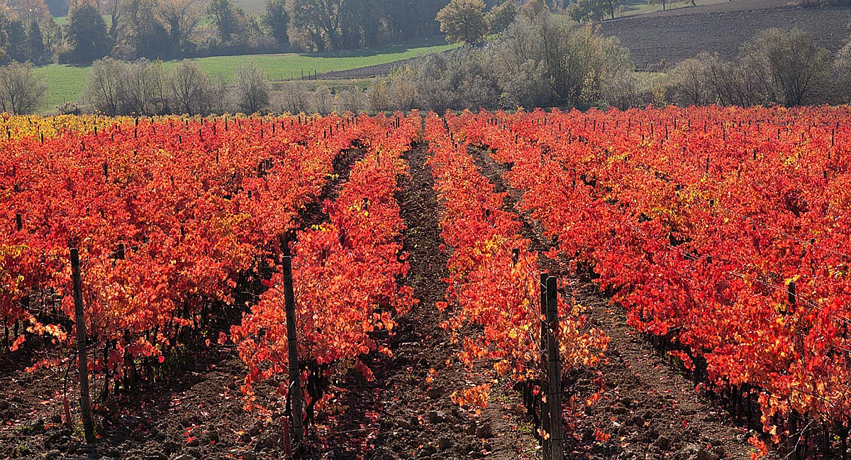 I COLORI DEL SAGRANTINO
