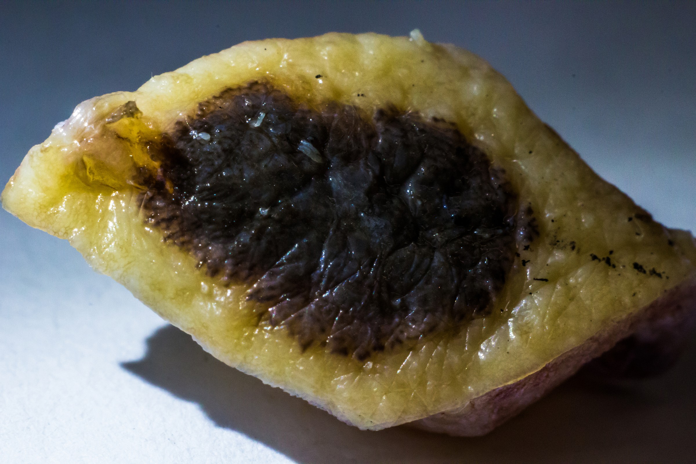 I present the Death - Macro of Melanoma