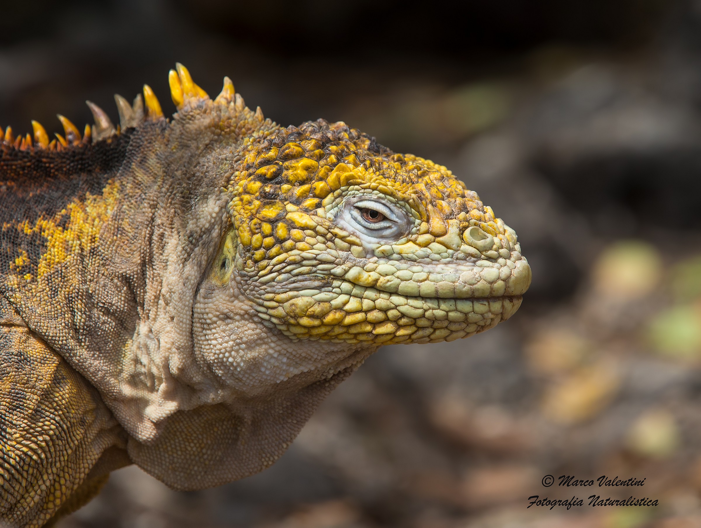 Testimone del passato