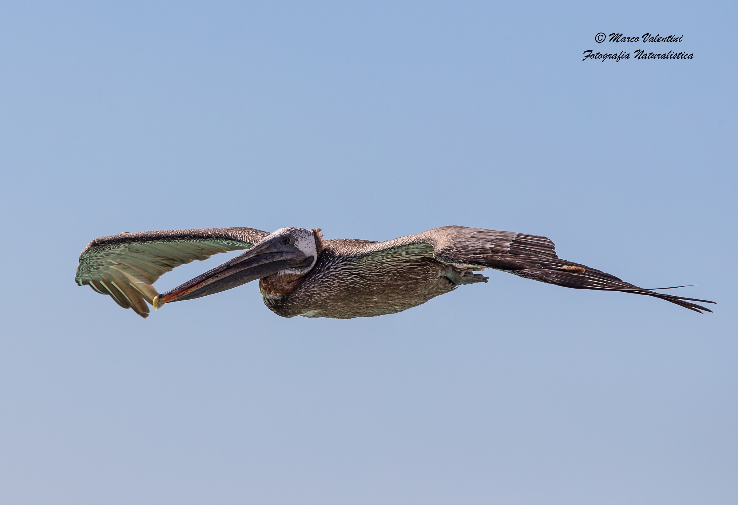 Flight of the Pelican