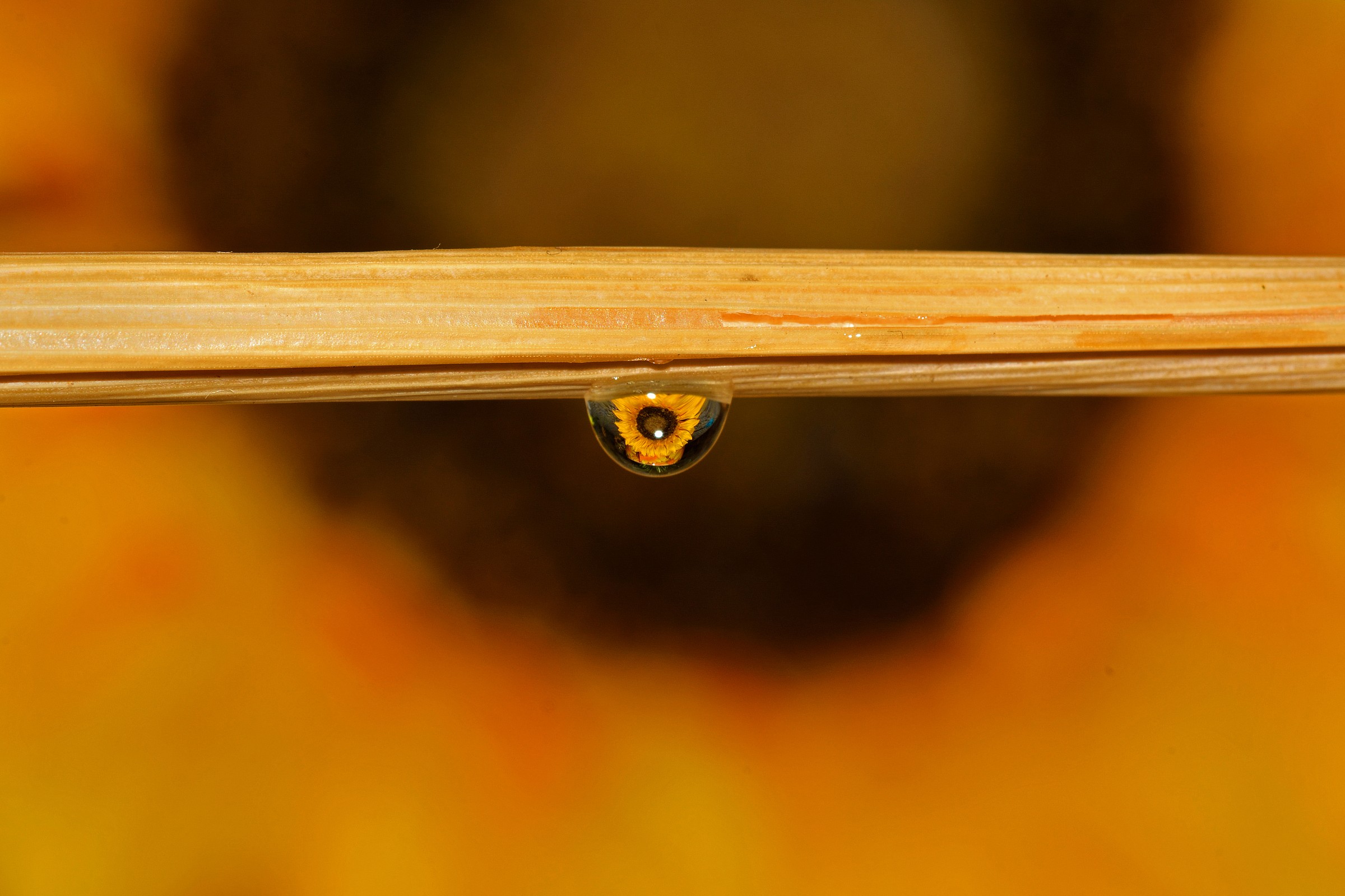 Single drop or drop single...