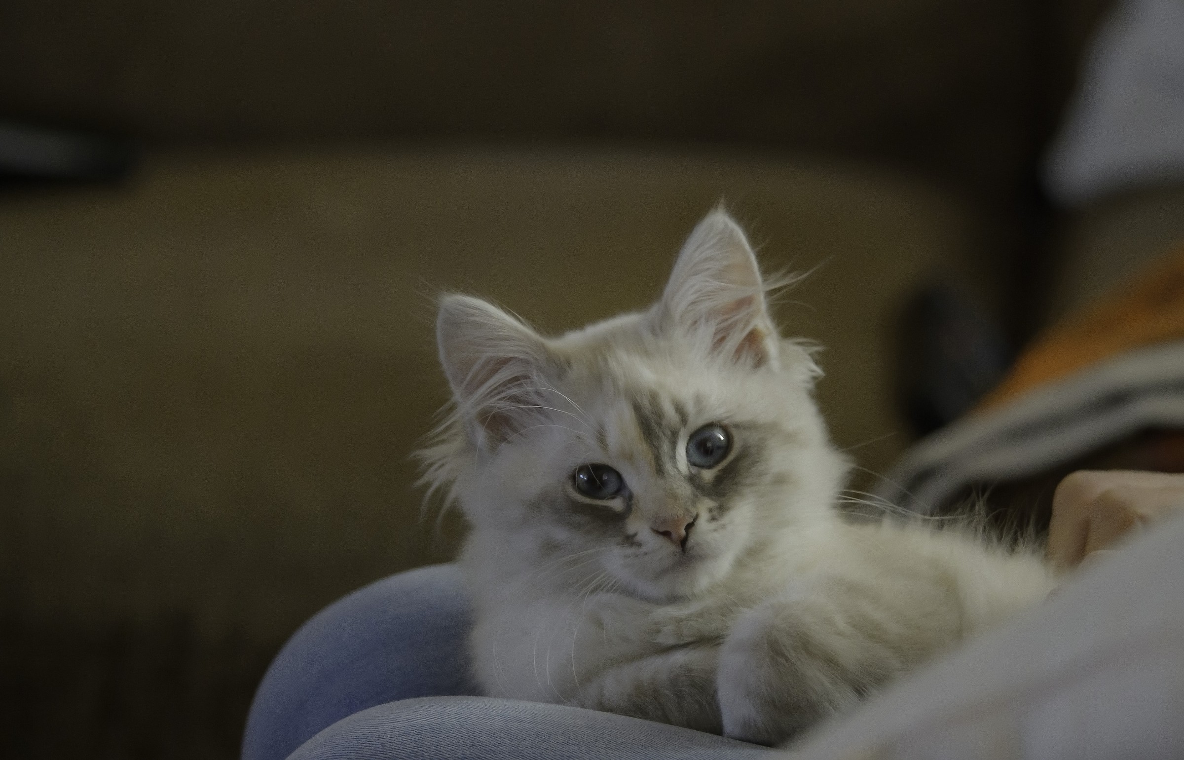 Prova stabilizzatore a 1/60 sec. Sigma 150-600mm f/5-6.