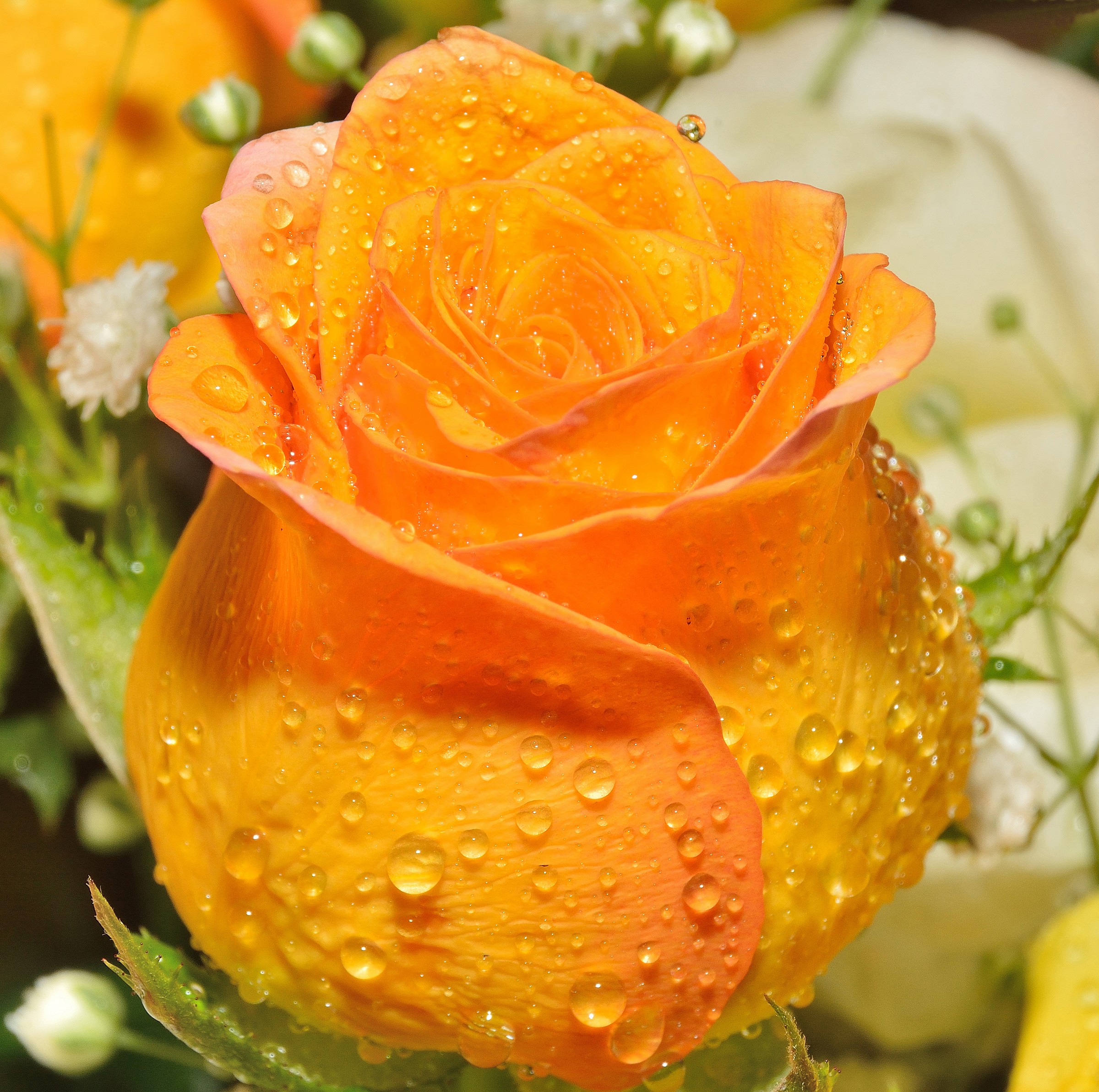 Yellow-Orange rose