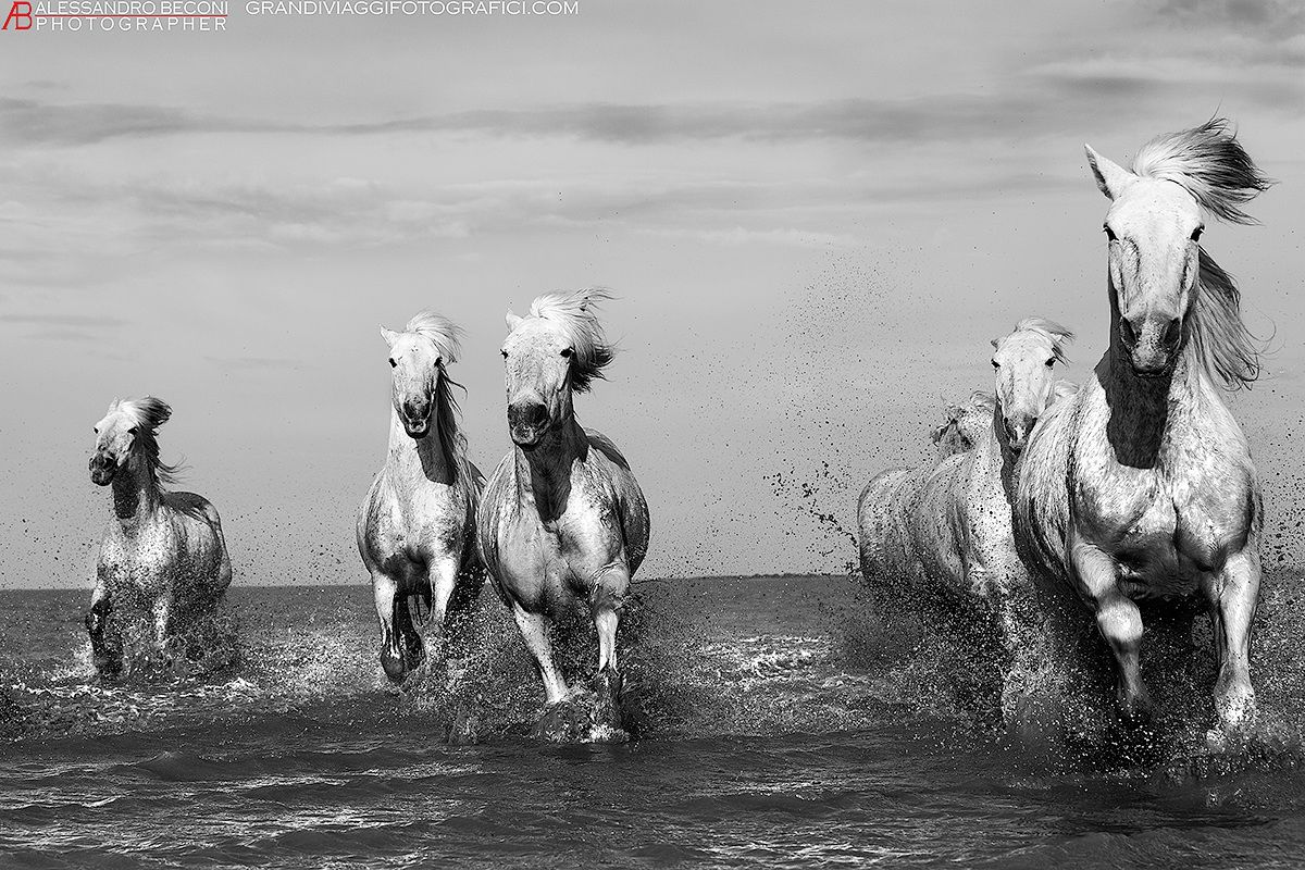 White horses