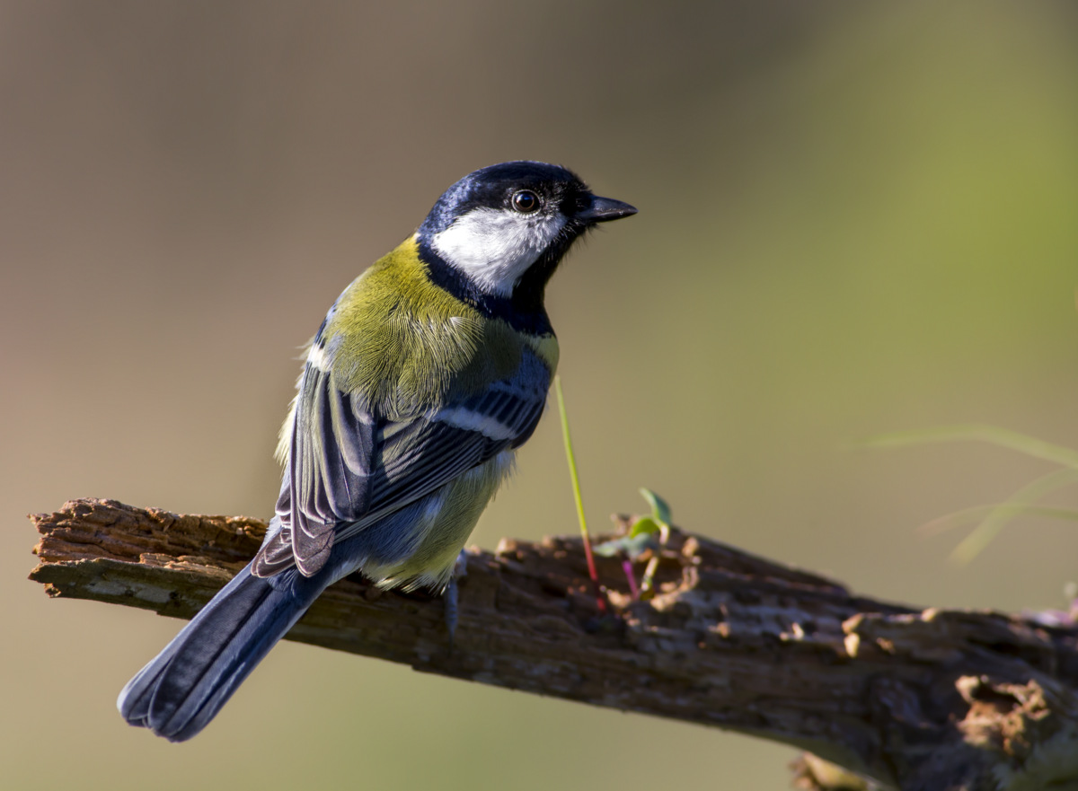 Cinciallegra sul Posatoio