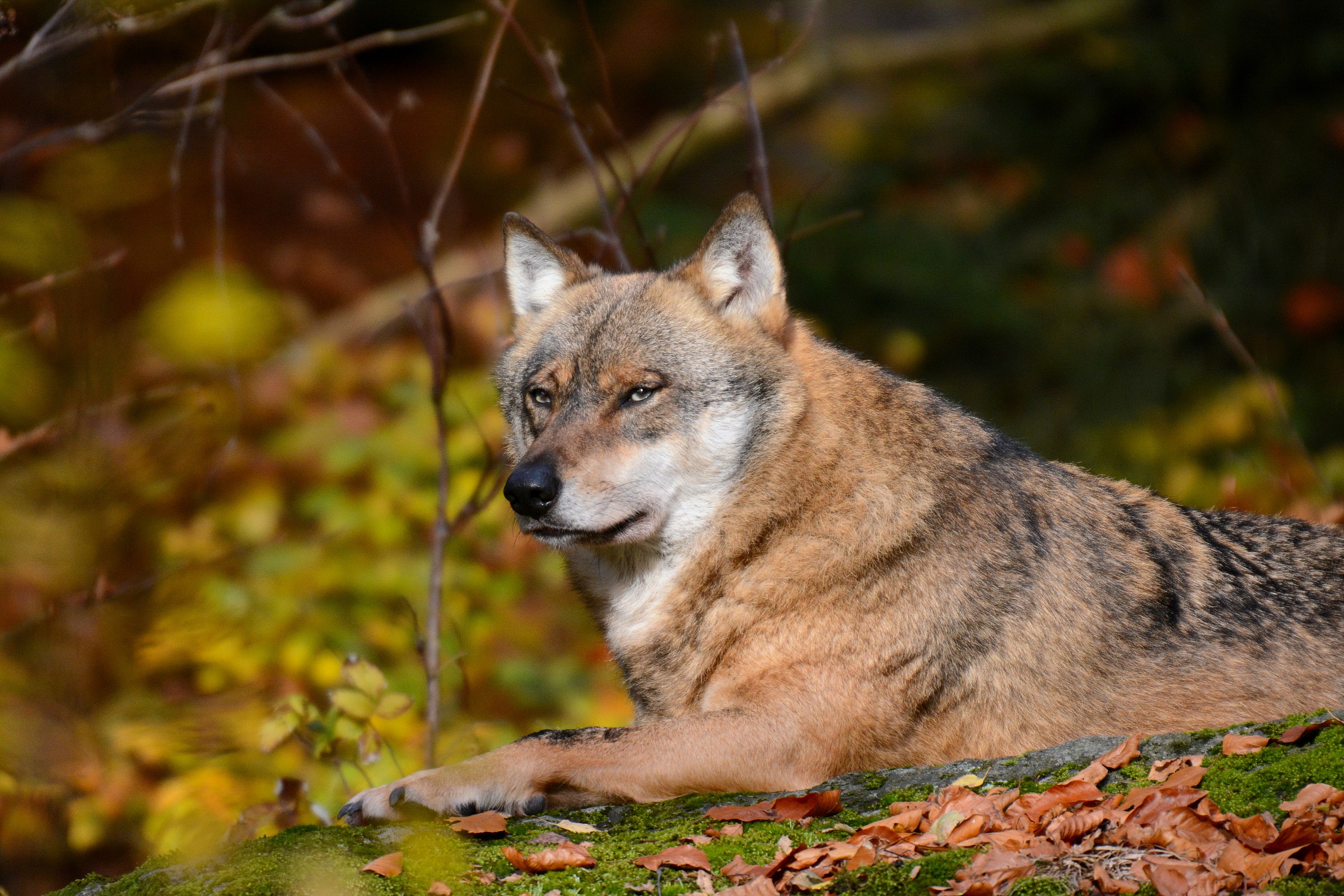 rest between autumn colors