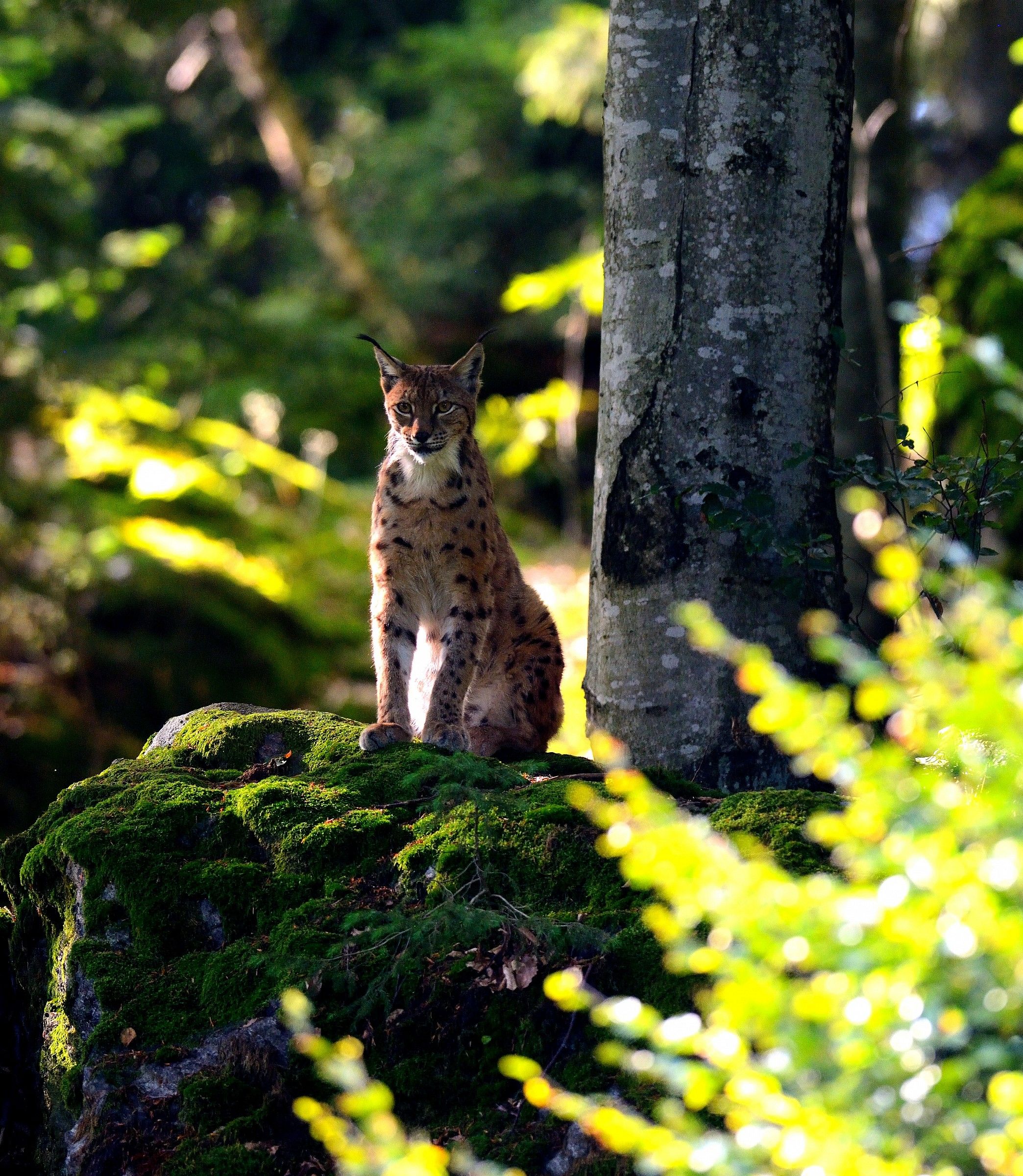 Last light for the lynx